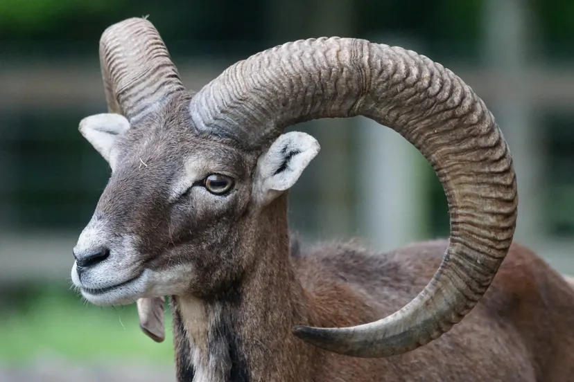mouflon