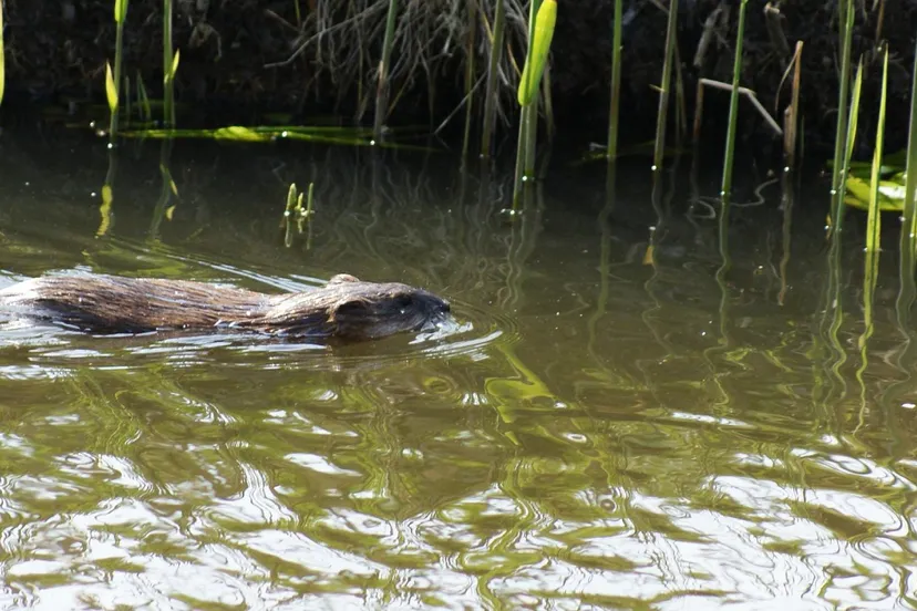 muskusrat