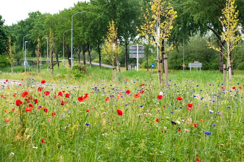 natuur bloemrijke berm gem lelystad