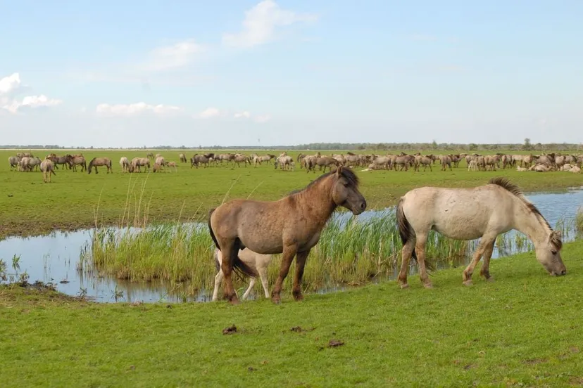 natuur oostvaardersplassen