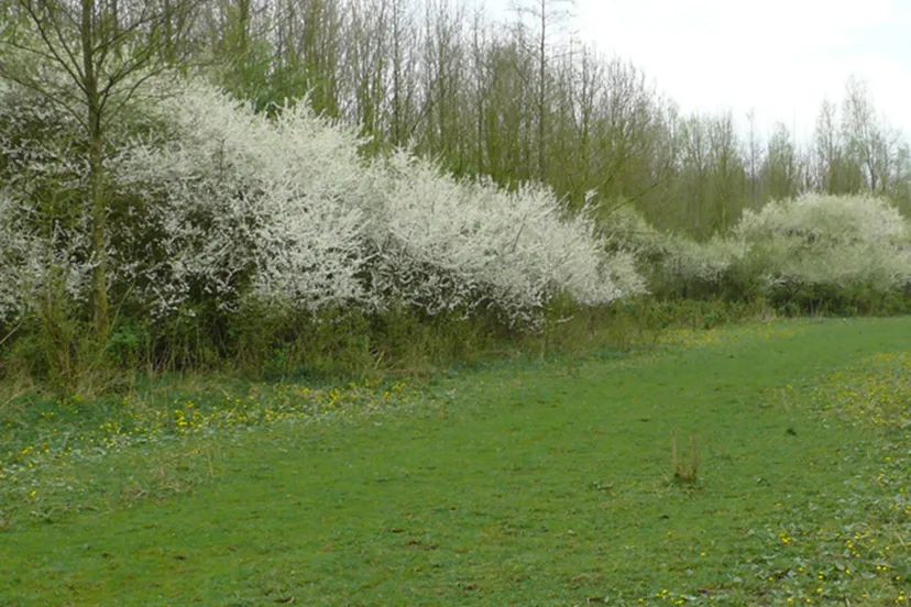 natuur staatsbosbeheer provincie flevoland