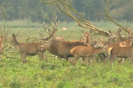 oostvaardersplassen edelhert1