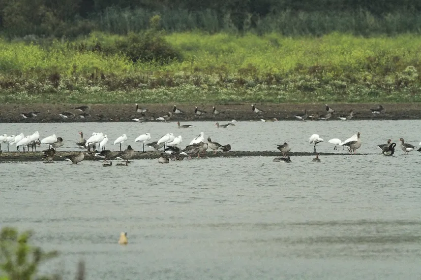 oostvaardersplassen moeras en watervogels