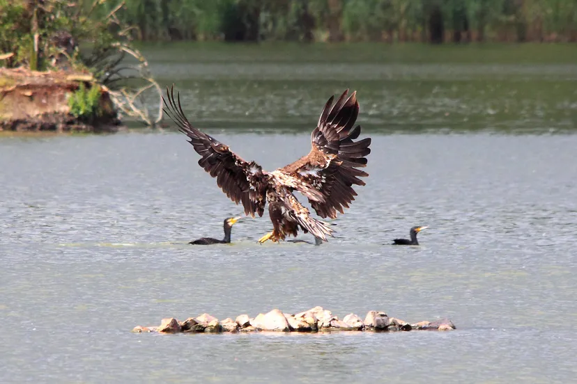 oostvaardersplassen npnl