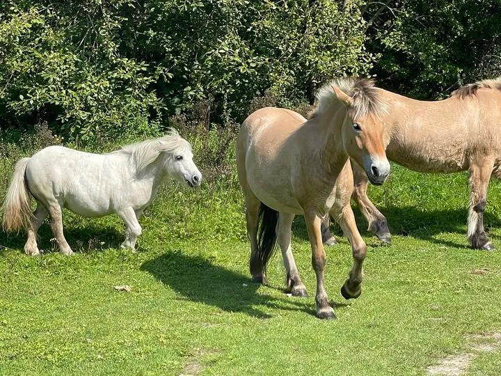 paarden het belevenissenbos fb