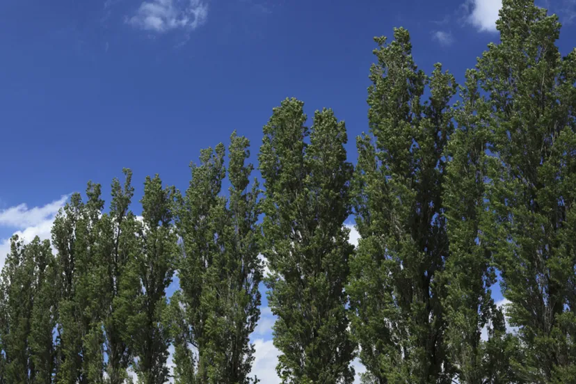 populieren flevoland