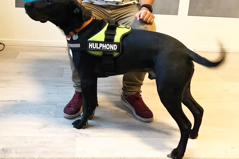 psychosociale hulphond