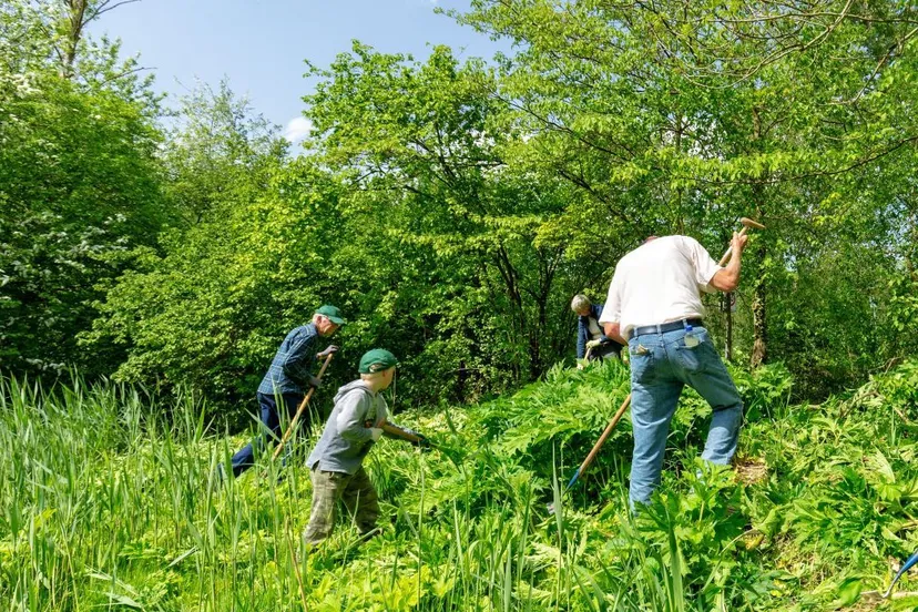reuzenberenklauwbestrijding lelystad landschapsbeheer flevoland