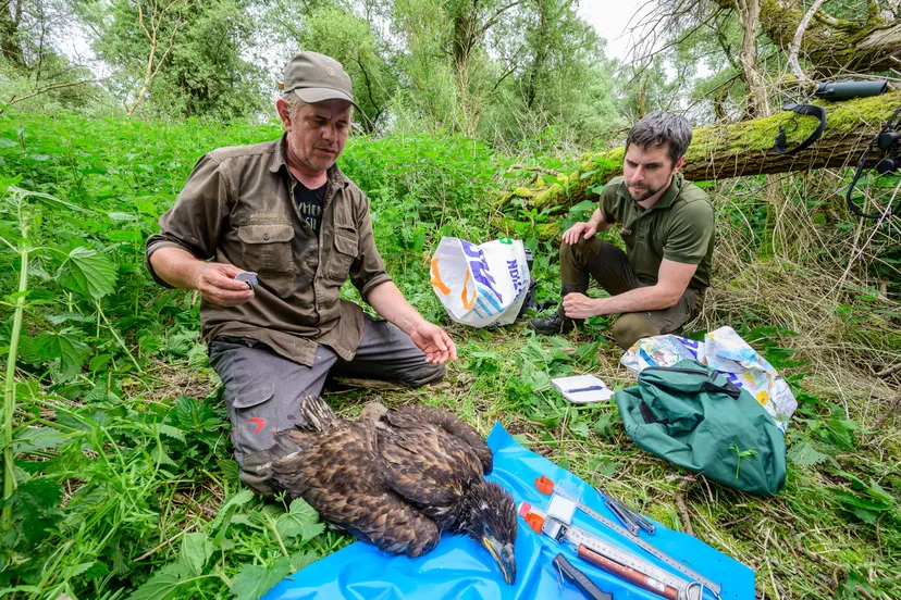 ringen zeearenden 2024 het flevo landschap 1 jeroen van wijk