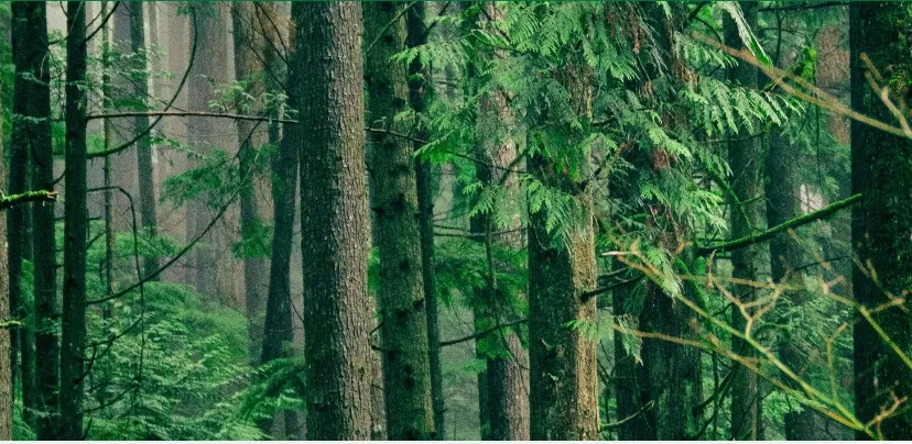 ruimte voor de natuur partij voor de dieren