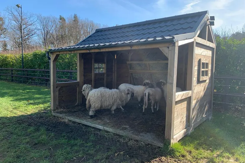 schapen wollewei warande