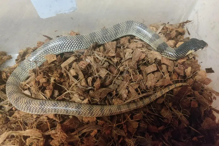 schildneuscobra gem lelystad