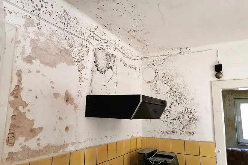 schimmels in huis ggd leefomgeving