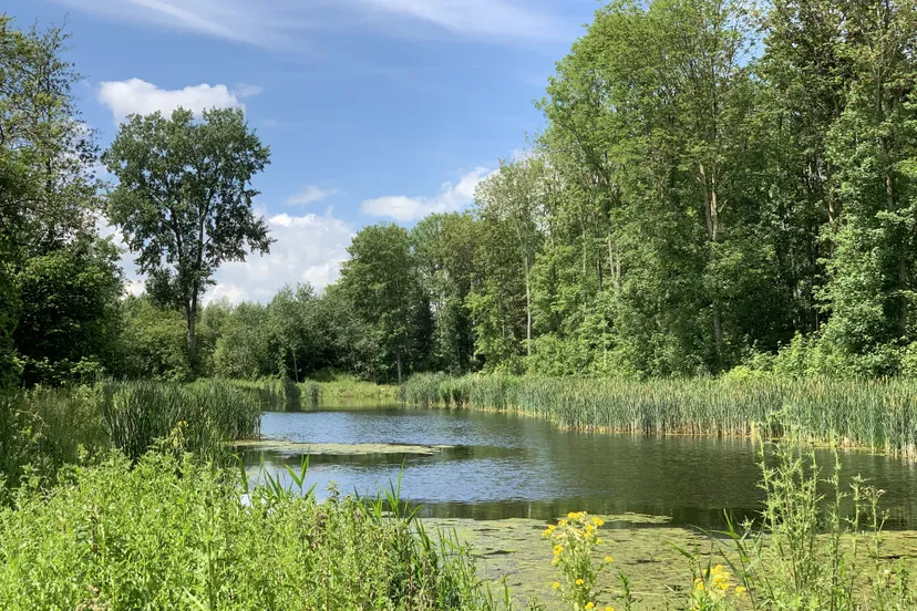slenk hollandse hout