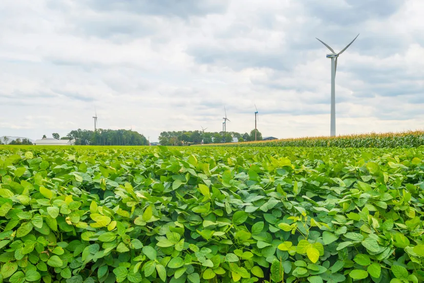 soja veld prov flevoland