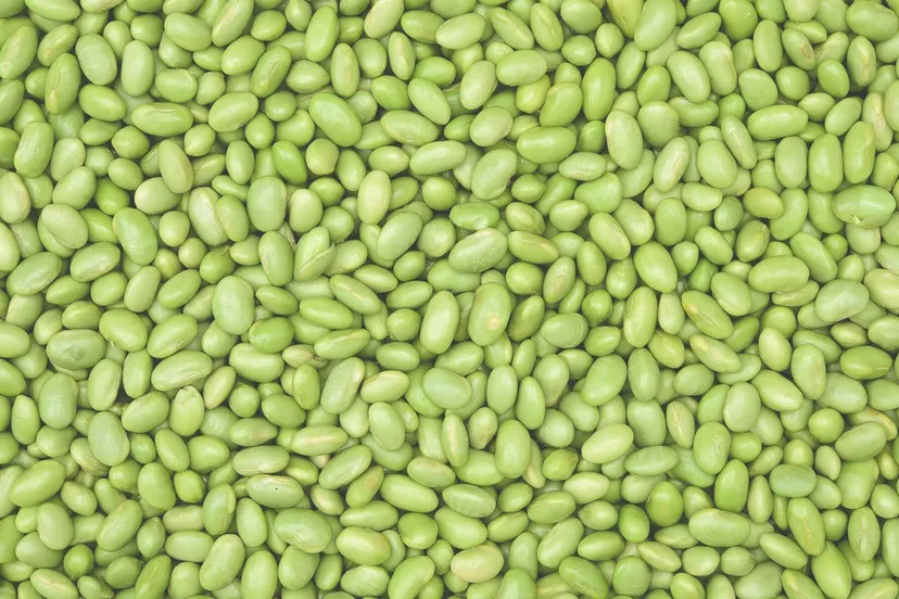 sojabonen prov flevoland