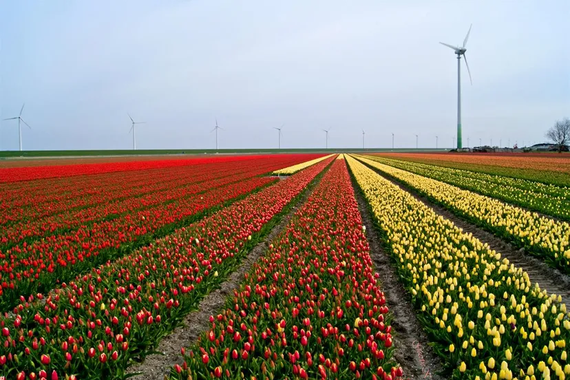 veld met tulpen gem lelystad