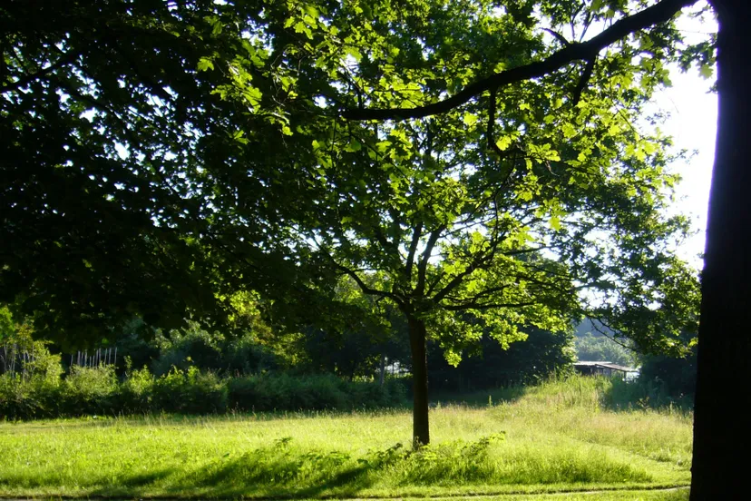 vereniging milieuvriendelijk tuinieren lelystad