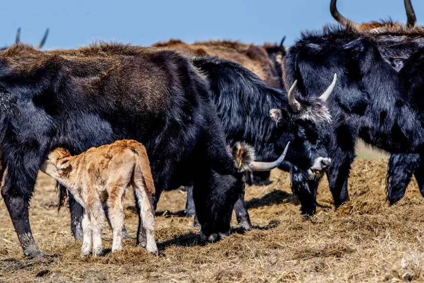 vermagerde runderen oostvaardersplassen