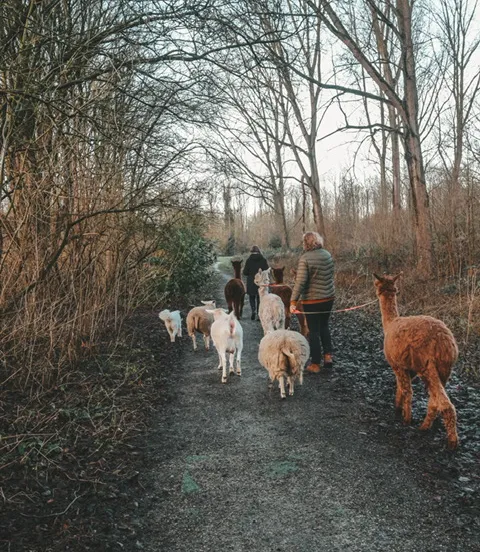 wandelen met alpacas