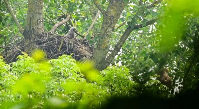 zeearend jong hollandse hout boswachtersblog oostvaardersplassen