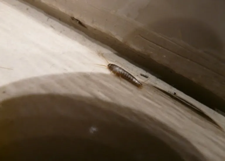 zilvervisje 1 saniweb