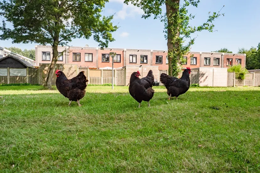 zuiderzeewijk kippen op grasveld