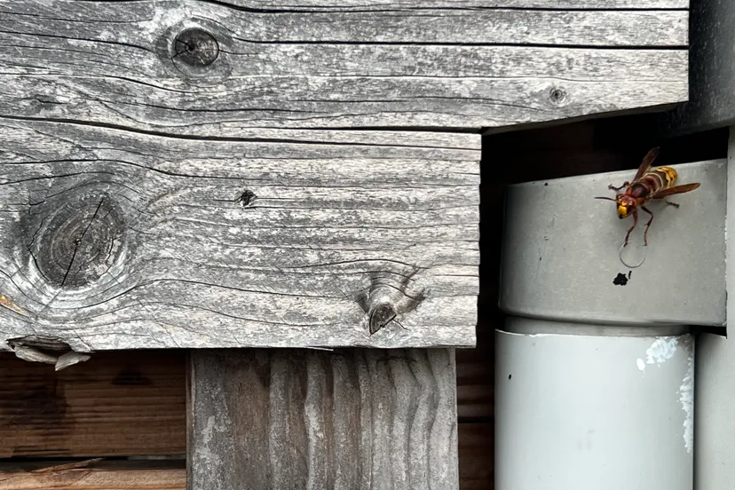 europese hoornaar klaar om weg te vliegen bij nest 1 nathan veenstra