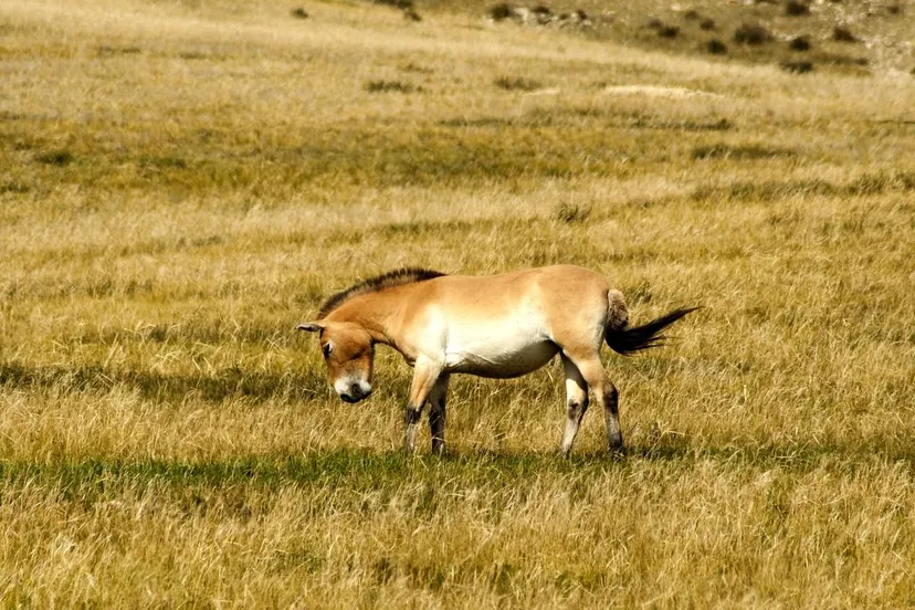 przewalski erdenebayar bayansan via pixabay