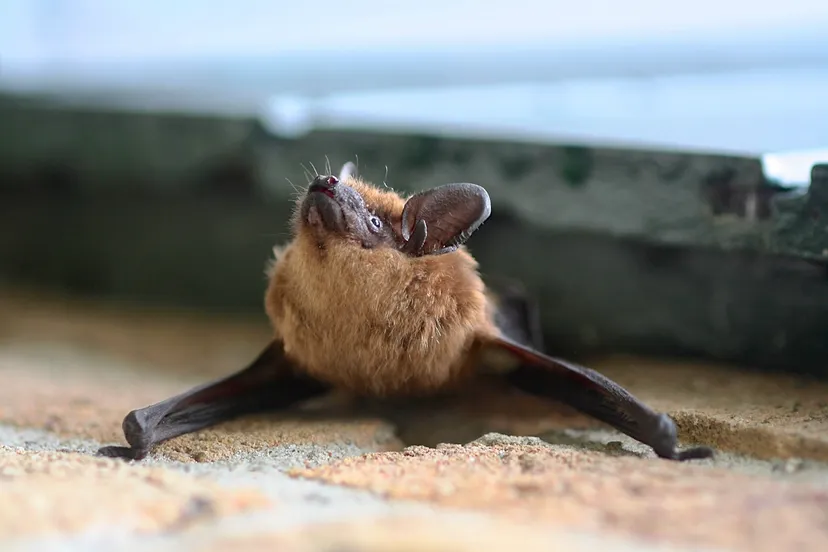 laatvlieger prov flevoland