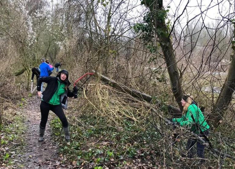 snoeien paarden platform lelystad