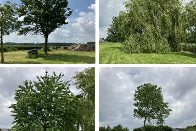 bomen de elzen gem lelystad