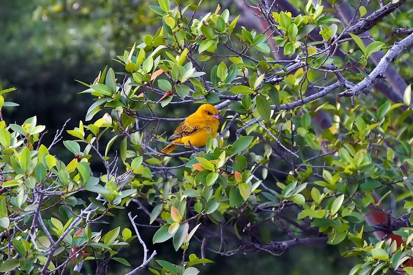 jonge wielewaal vinson tan via pixabay