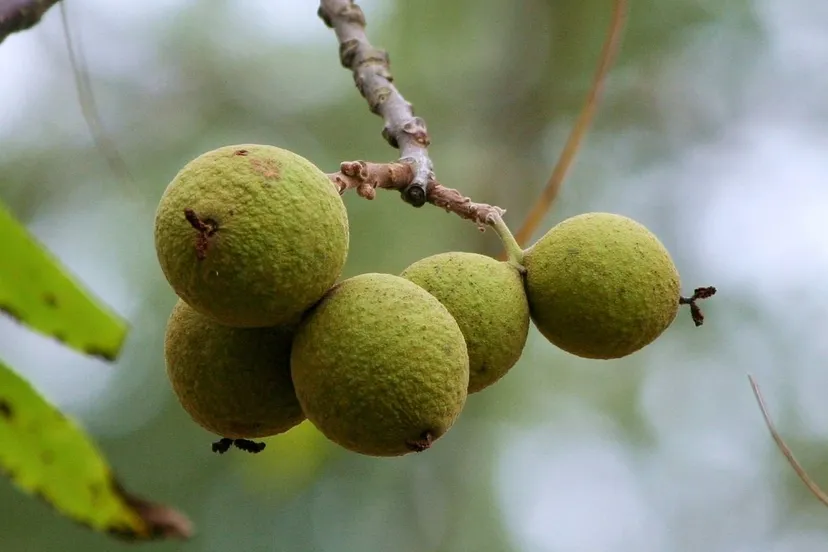 juglans nigra jamesdemers via pixabay