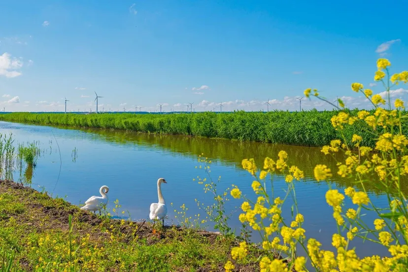 knobbelzwanen prov flevoland