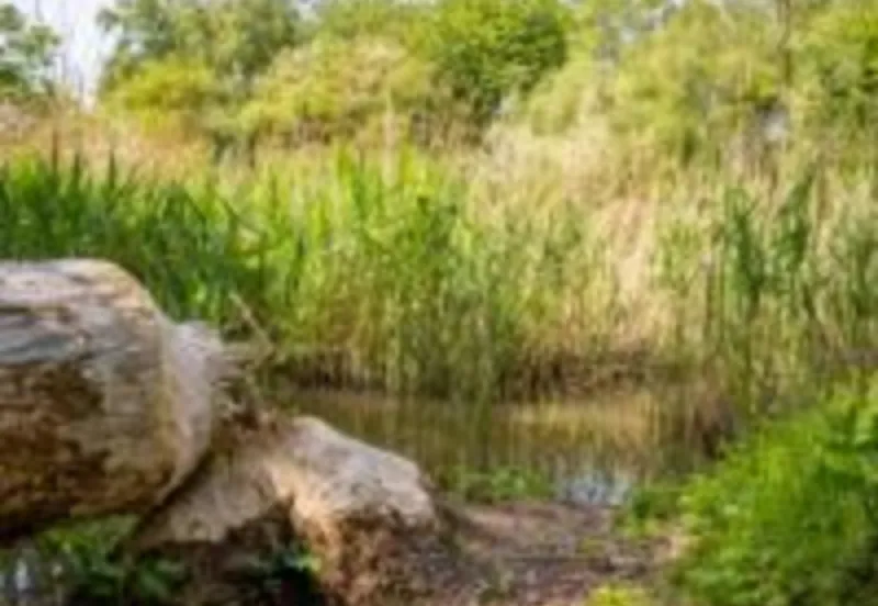 park hondekop 1 gem lelystad