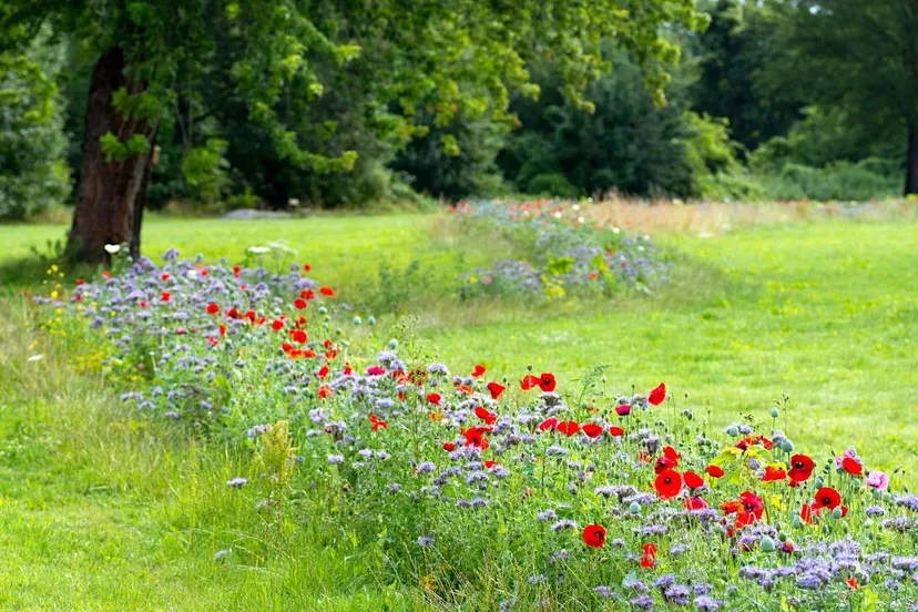 tiny forest vliegerpark gem almere
