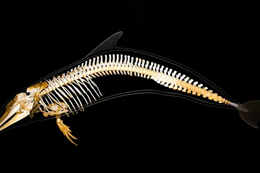 dolfijn skelet dimitris vetsikas via pixabay