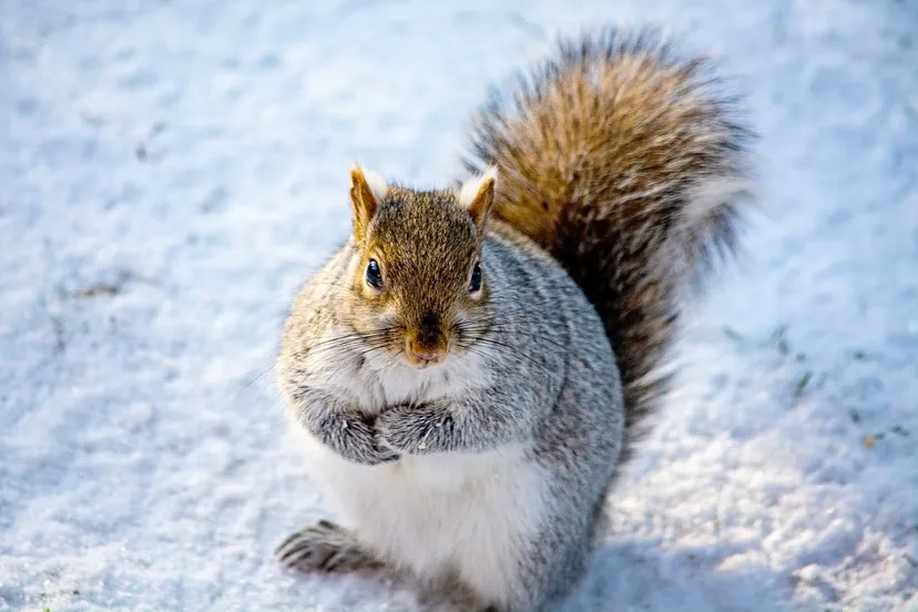 eekhoorn winter megan zopf via pixabay