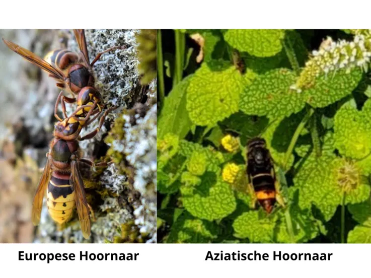 hoornaar groei en bloei lelystad