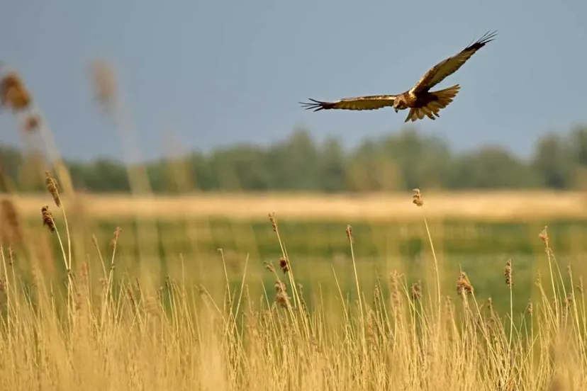 bruine kiekendief boven oostvaardersplassen staatsbosbeheer