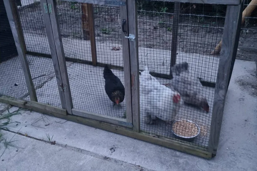 dieren van 4fusion 4fusion fb