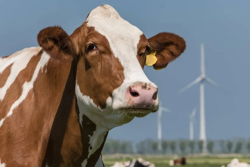 koe in het land prov flevoland