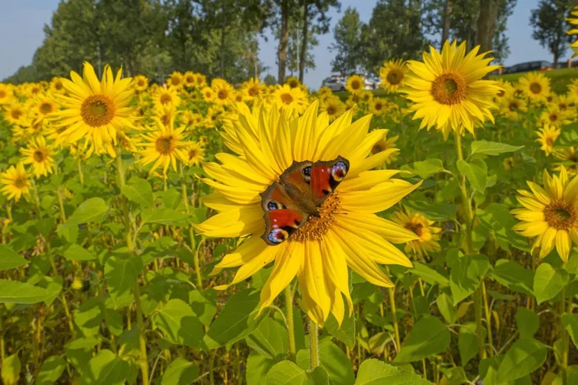 zonnebloemen prov flevoland