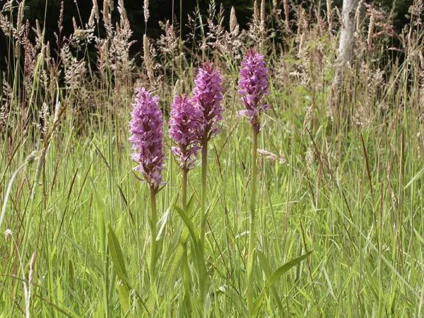 rietorchis in veld landschapsbeheer flevoland