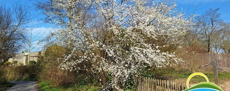 voorjaar in het bultpark stichting bultparkcomite