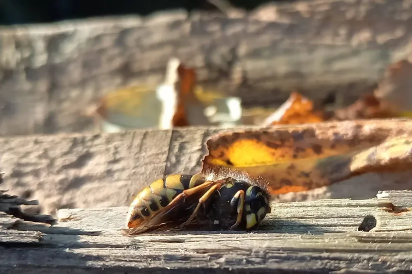 koningin gewone wesp in winterslaap laura hoving