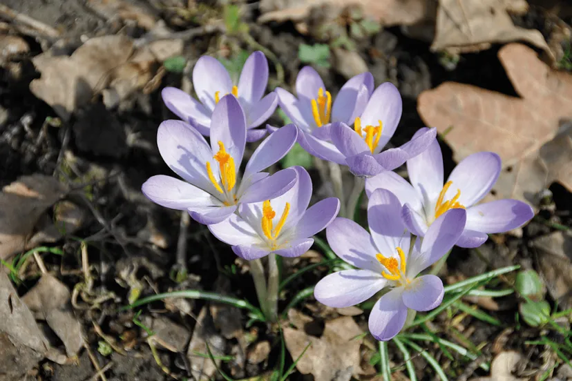 lente in het bultpark stichting bultparkcomite