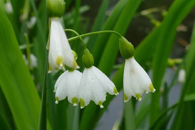 zomerklokje eveline de bruin via pixabay