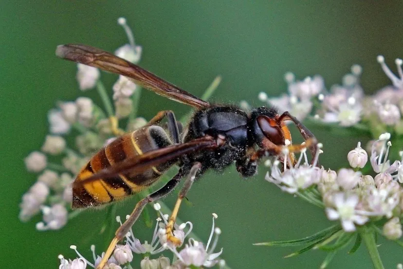 vespa velutina wikimedia commons provincie flevoland